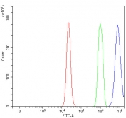 Flow cytometry testing of fixed and permeabilized human RT4 cells with Nucleolar protein 2 antibody at 1ug/million cells (blocked with goat sera); Red=cells alone, Green=isotype control, Blue= Nucleolar protein 2 antibody.