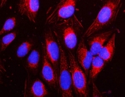 Immunofluorescent staining of FFPE human U-2 OS cells with NAP1L1 antibody (red) and DAPI nuclear stain (blue). HIER: steam section in pH6 citrate buffer for 20 min.