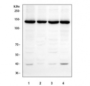 Western blot testing of human 1) HeLa, 2) HepG2, 3) 293T and 4) K562 cell lysate with NUP133 antibody. Predicted molecular weight ~129 kDa, commonly observed at ~133 kDa.