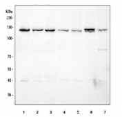 Western blot testing of 1) human K562, 2) human A549, 3) human MCF7, 4) rat C6, 5) rat NRK, 6) mouse Neuro-2a and 7) mouse NIH 3T3 cell lysate with NUP133 antibody. Predicted molecular weight ~129 kDa, commonly observed at ~133 kDa.