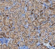 IHC staining of FFPE mouse kidney tissue with NIT2 antibody. HIER: boil tissue sections in pH8 EDTA for 20 min and allow to cool before testing.