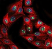Immunofluorescent staining of FFPE human HeLa cells with NAT10 antibody (green) and Alpha Tubulin mAb (red) and DAPI nuclear stain (blue). HIER: steam section in pH6 citrate buffer for 20 min.
