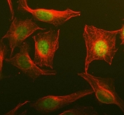 Immunofluorescent staining of FFPE human U-2 OS cells with NOSIP antibody (green) and Beta Tubulin mAb (red). HIER: steam section in pH6 citrate buffer for 20 min.
