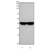 Western blot testing of human 1) MCF7 and 2) RT4 cell lysate with Keratin 19 antibody. Predicted molecular weight ~43 kDa.