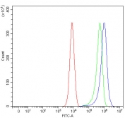 Flow cytometry testing of fixed and permeabilized human K562 cells with MOCS1 antibody at 1ug/million cells (blocked with goat sera); Red=cells alone, Green=isotype control, Blue= MOCS1 antibody.