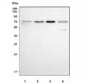 Western blot testing of human 1) A549, 2) 293T, 3) Raji and 4) RT4 cell lysate with PTP-MEG2 antibody. Predicted molecular weight ~68 kDa.