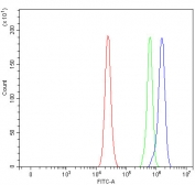 Flow cytometry testing of fixed and permeabilized human RT4 cells with PTP-MEG2 antibody at 1ug/million cells (blocked with goat sera); Red=cells alone, Green=isotype control, Blue= PTP-MEG2 antibody.