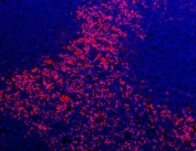 Immunofluorescent staining of FFPE mouse spleen tissue with Adgre1 antibody (red) and DAPI nuclear stain (blue). HIER: steam section in pH8 EDTA buffer for 20 min.