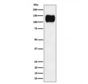 Western blot testing of human Ramos cell lysate with ICAM3 antibody. Observed molecular weight: 60~120 kDa depending on glycosylation level.