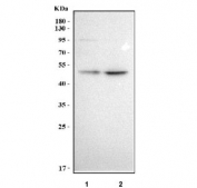 Western blot testing of human 1) K562 and 2) U-251 cell lysate with MAEL antibody. Predicted molecular weight ~49 kDa.