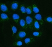 Immunofluorescent staining of FFPE human U-2 OS cells with MGME1 antibody (green) and DAPI nuclear stain (blue). HIER: steam section in pH6 citrate buffer for 20 min.