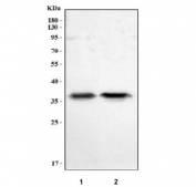 Western blot testing of human 1) A549 and 2) HepG2 cell lysate with MGME1 antibody. Predicted molecular weight ~39 kDa.