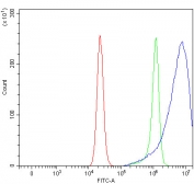 Flow cytometry testing of fixed and permeabilized human RT4 cells with Prostaglandin reductase 2 antibody at 1ug/million cells (blocked with goat sera); Red=cells alone, Green=isotype control, Blue= Prostaglandin reductase 2 antibody.