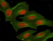 Immunofluorescent staining of FFPE human U-2 OS cells with NUFIP1 antibody (red) and Beta Tubulin mAb (green). HIER: steam section in pH6 citrate buffer for 20 min.