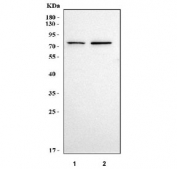 Western blot testing of human 1) HEL and 2) SH-SY5Y cell lysate with PTH2R antibody. Predicted molecular weight ~62 kDa but may be observed at higher molecular weights due to glycosylation.
