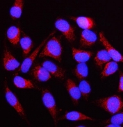 Immunofluorescent staining of FFPE human HeLa cells with NUBPL antibody (red) and DAPI nuclear stain (blue). HIER: steam section in pH6 citrate buffer for 20 min.