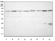 Western blot testing of 1) human HEL, 2) human HepG2, 3) human K562, 4) human Caco-2, 5) rat C6, 6) rat PC-12, 7) mouse Neuro-2a and 8) mouse RAW264.7 cell lysate with MARS2 antibody. Predicted molecular weight ~67 kDa.