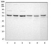 Western blot testing of 1) human HeLa, 2) human K562, 3) human HepG2, 4) human A549, 5) rat RH35 and 6) mouse NIH 3T3 cell lysate with NUP54 antibody. Predicted molecular weight ~55 kDa.