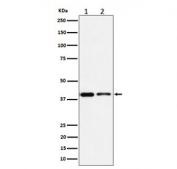 Western blot testing of 1) human Jurkat and 2) mouse RAW264.7 cell lysate with STOML2 antibody. Predicted molecular weight ~38 kDa.