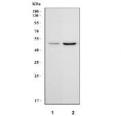 Western blot testing of human 1) 293T and 2) SH-SY5Y cell lysate with NUDCD3 antibody. Predicted molecular weight ~41 KDa.