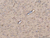 IHC staining of FFPE mouse brain tissue with MFAP3 antibody. HIER: boil tissue sections in pH8 EDTA for 20 min and allow to cool before testing.