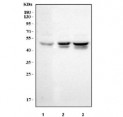 Western blot testing of human 1) HepG2, 2) Caco-2 and 3) A549 cell lysate with MFAP3 antibody. Predicted molecular weight ~40 kDa but may be observed at higher molecular weights due to glycosylation