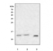 Western blot testing of 1) human Caco-2, 2) human K562 and 3) mouse NIH 3T3 cell lysate with PRR9 antibody. Predicted molecular weight ~13 kDa.