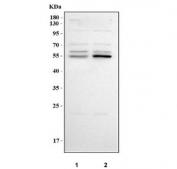 Western blot testing of human 1) U-251 and 2) K562 cell lysate with NT5DC3 antibody. Predicted molecular weight ~63 kDa and 55 kDa (two isoforms).