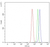 Flow cytometry testing of fixed and permeabilized human U-251 cells with NT5DC3 antibody at 1ug/million cells (blocked with goat sera); Red=cells alone, Green=isotype control, Blue= NT5DC3 antibody.