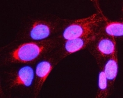 Immunofluorescent staining of FFPE human U-2 OS cells with MYH16 antibody (red) and DAPI nuclear stain (blue). HIER: steam section in pH6 citrate buffer for 20 min.