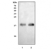 Western blot testing of 1) rat skeletal muscle and 2) mouse skeletal muscle tissue lysate with MYL5 antibody. Predicted molecular weight ~19 kDa.