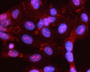 Immunofluorescent staining of FFPE human U-2 OS cells with MYL5 antibody (red) and DAPI nuclear stain (blue). HIER: steam section in pH6 citrate buffer for 20 min.