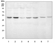 Western blot testing of 1) monkey COS7, 2) human 293T, 3) human HEL, 4) human K562, 5) human SH-SY5Y, 6) rat kidney and 7) mouse kidney tissue lysate with MINDY3 antibody. Predicted molecular weight ~50 kDa.