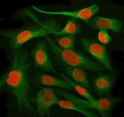 Immunofluorescent staining of FFPE human HeLa cells with Aryl Hydrocarbon Receptor Repressor antibody (red) and Beta Tubulin mAb (green). HIER: steam section in pH6 citrate buffer for 20 min.