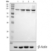Western blot testing of human 1) ThP-1, 2) HeLa, 3) SiHa and 4) HEL cell lysate with Aryl Hydrocarbon Receptor Repressor antibody and Beta Actin loading control antibody. Predicted molecular weight: 76-78 kDa.