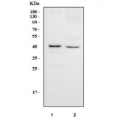 Western blot testing of human 1) T-47D and 2) HepG2 cell lysate with Mitogen-activated protein kinase 13 antibody. Predicted molecular weight ~42 kDa.