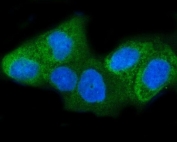 Immunofluorescent staining of FFPE human HeLa cells with Insulin-induced gene 1 antibody (green) and DAPI nuclear stain (blue). HIER: steam section in pH6 citrate buffer for 20 min.
