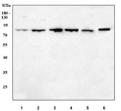Western blot testing of 1) human HeLa, 2) human 293T, 3) human HEL, 4) human SH-SY5Y, 5) rat PC-12 and 6) mouse NIH 3T3 cell lysate with PSIP1 antibody. Predicted molecular weight ~60 kDa, commonly observed at 52-75 kDa.