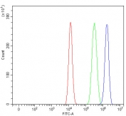 Flow cytometry testing of fixed and permeabilized human HEL cells with Lysophospholipase 1 antibody at 1ug/million cells (blocked with goat sera); Red=cells alone, Green=isotype control, Blue= Lysophospholipase 1 antibody.