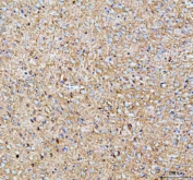 IHC staining of FFPE mouse brain tissue with Paralemmin antibody. HIER: boil tissue sections in pH8 EDTA for 20 min and allow to cool before testing.