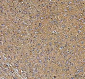 IHC staining of FFPE rat brain tissue with Paralemmin antibody. HIER: boil tissue sections in pH8 EDTA for 20 min and allow to cool before testing.