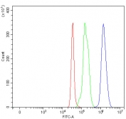 Flow cytometry testing of fixed and permeabilized human SH-SY5Y cells with Paralemmin antibody at 1ug/million cells (blocked with goat sera); Red=cells alone, Green=isotype control, Blue= Paralemmin antibody.
