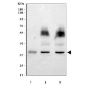 Western blot testing of 1) human U-2 OS, 2) rat brain and 3) mouse brain tissue lysate with Paralemmin antibody. Predicted molecular weight ~42 kDa (L-form) and ~37 kDa (S-form).