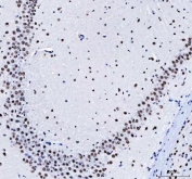 IHC staining of FFPE mouse brain tissue with LUC7L3 antibody. HIER: boil tissue sections in pH8 EDTA for 20 min and allow to cool before testing.