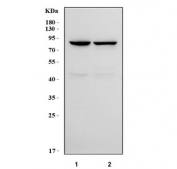 Western blot testing of human 1) HepG2 and 2) PC-3 cell lysate with ATG7 antibody. Predicted molecular weight: 70-80 kDa.