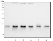 Western blot testing of 1) human A549, 2) human Caco-2, 3) human SiHa, 4) human 293T, 5) rat PC-12 and 6) rat C6 cell lysate with FDX1 antibody. Predicted molecular weight ~19 kDa, commonly observed at 14-19 kDa.
