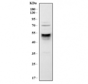Western blot testing of mouse RAW264.7 cell lysate with Cd14 antibody. Predicted molecular weight: 40-55 kDa depending on glycosylation level.