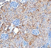 IHC staining of FFPE mouse kidney tissue with Pyruvate Carboxylase antibody. HIER: boil tissue sections in pH8 EDTA for 20 min and allow to cool before testing.