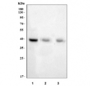 Western blot testing of 1) monkey skeletal muscle, 2) rat skeletal muscle and 3) mouse skeletal muscle tissue lysate with Myogenin antibody. Predicted molecular weight ~25 kDa, routinely observed at ~34 kDa.