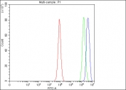 Flow cytometry testing of fixed and permeabilized human PC-3 cells with B-cell lymphoma 3 antibody at 1ug/million cells (blocked with goat sera); Red=cells alone, Green=isotype control, Blue= B-cell lymphoma 3 antibody.